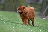 CHOW CHOW 714